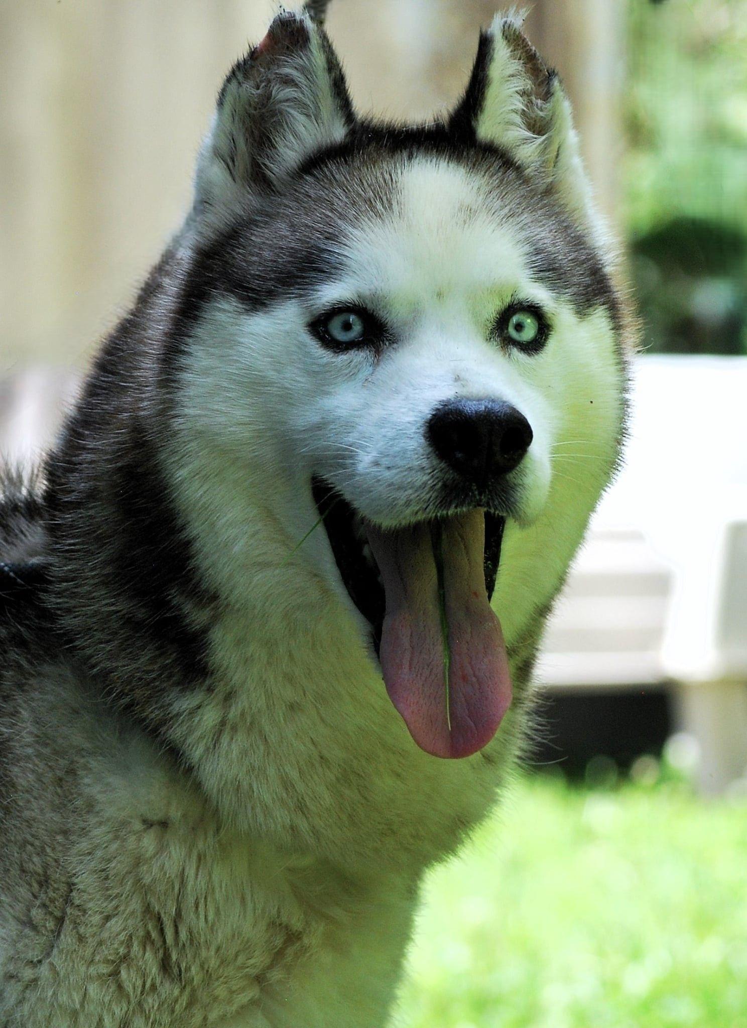 Enlarge Balto, a Adoptable Siberian Husky in manchester, TN image 3/3