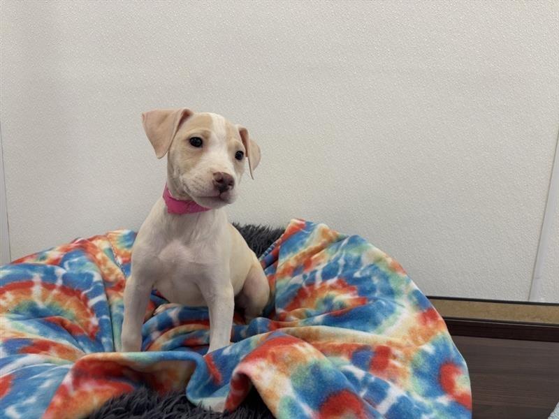 Crescent, adoptable, Puppy Female Terrier & Mixed Breed.
