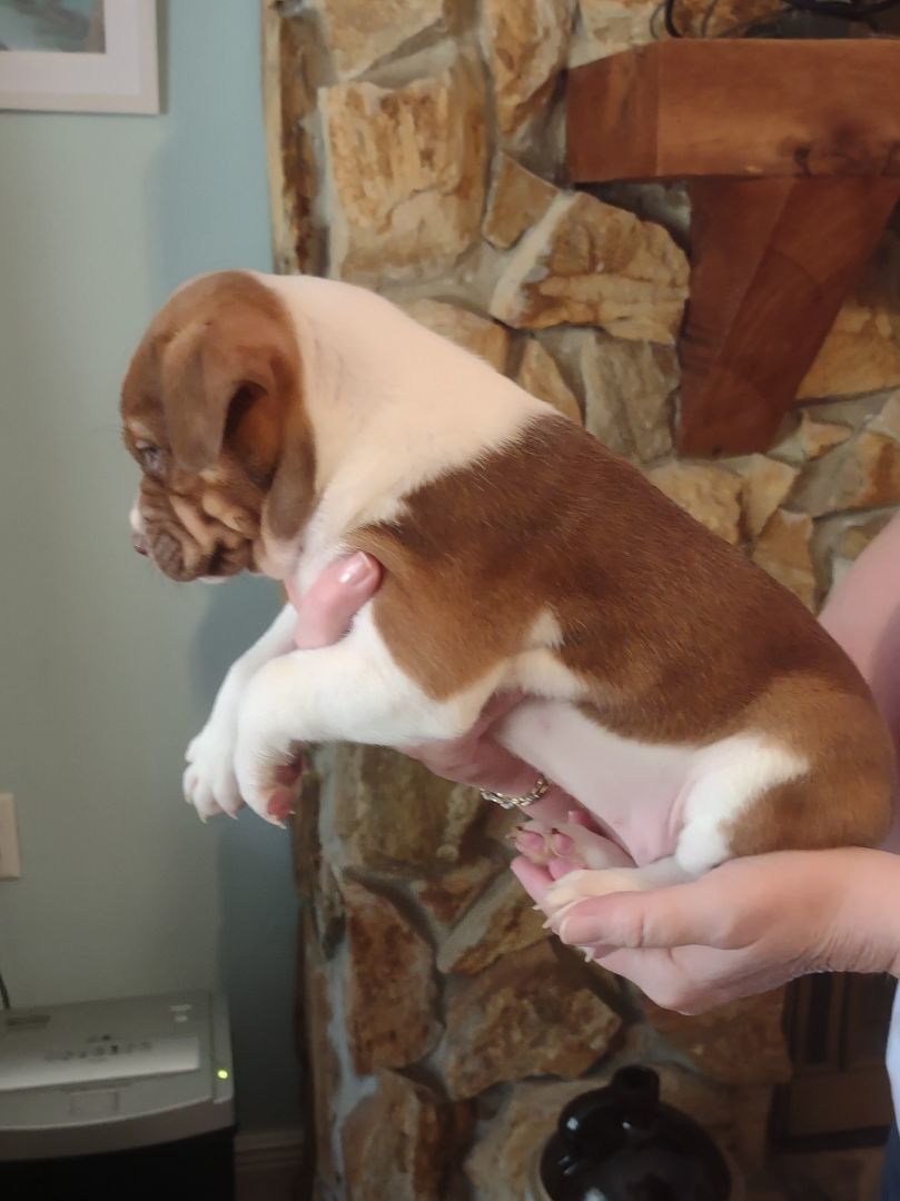 Joy Mistletoe, Adopted, Puppy Female Boston Terrier.