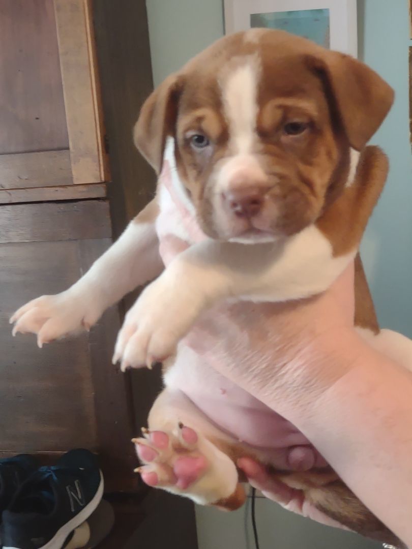 Joy Mistletoe, a Adopted mixed breed in Lake Mary, FL image 2/3