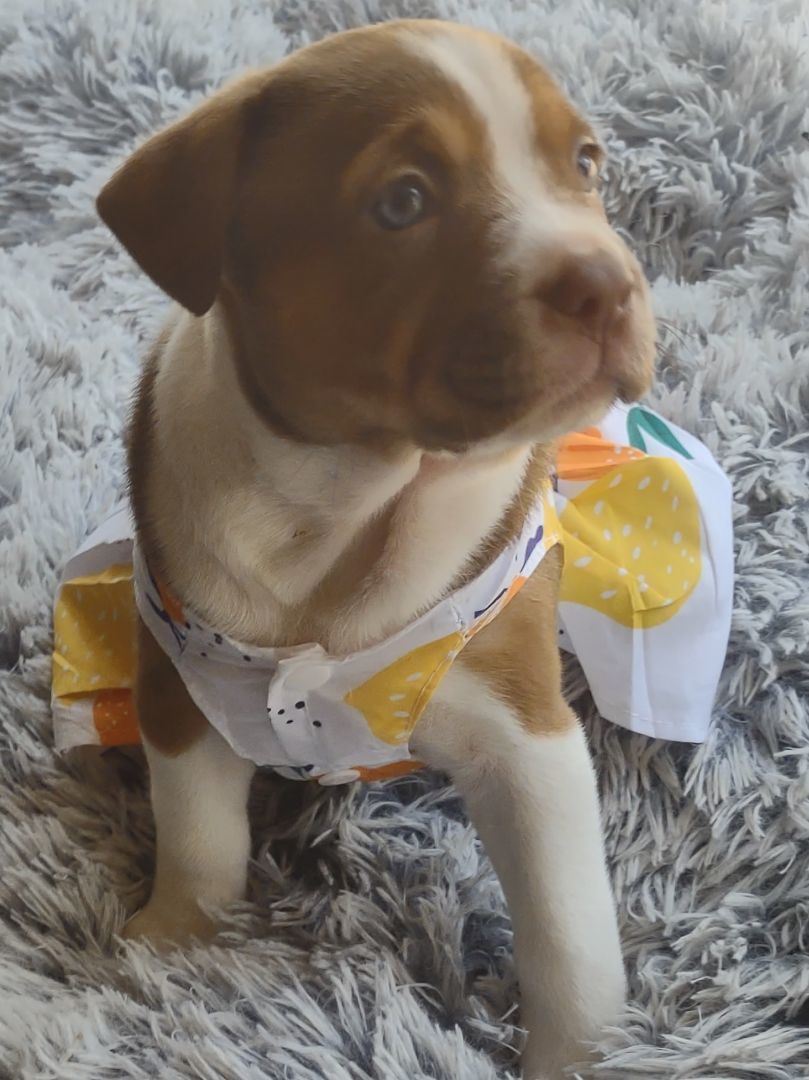 Joy Mistletoe, a Adopted mixed breed in Lake Mary, FL image 3/3