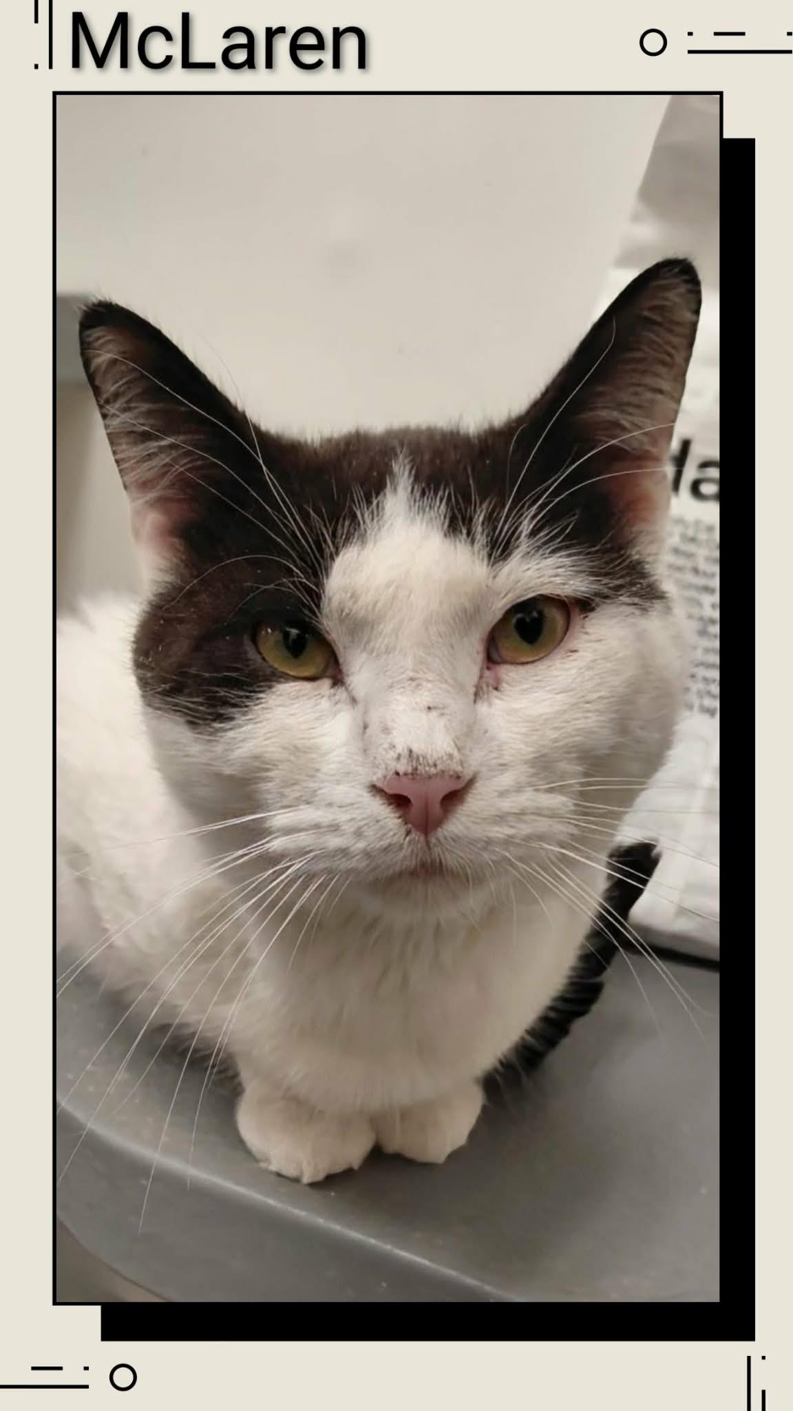 McLaren, Adoptable, Young Male Domestic Short Hair.