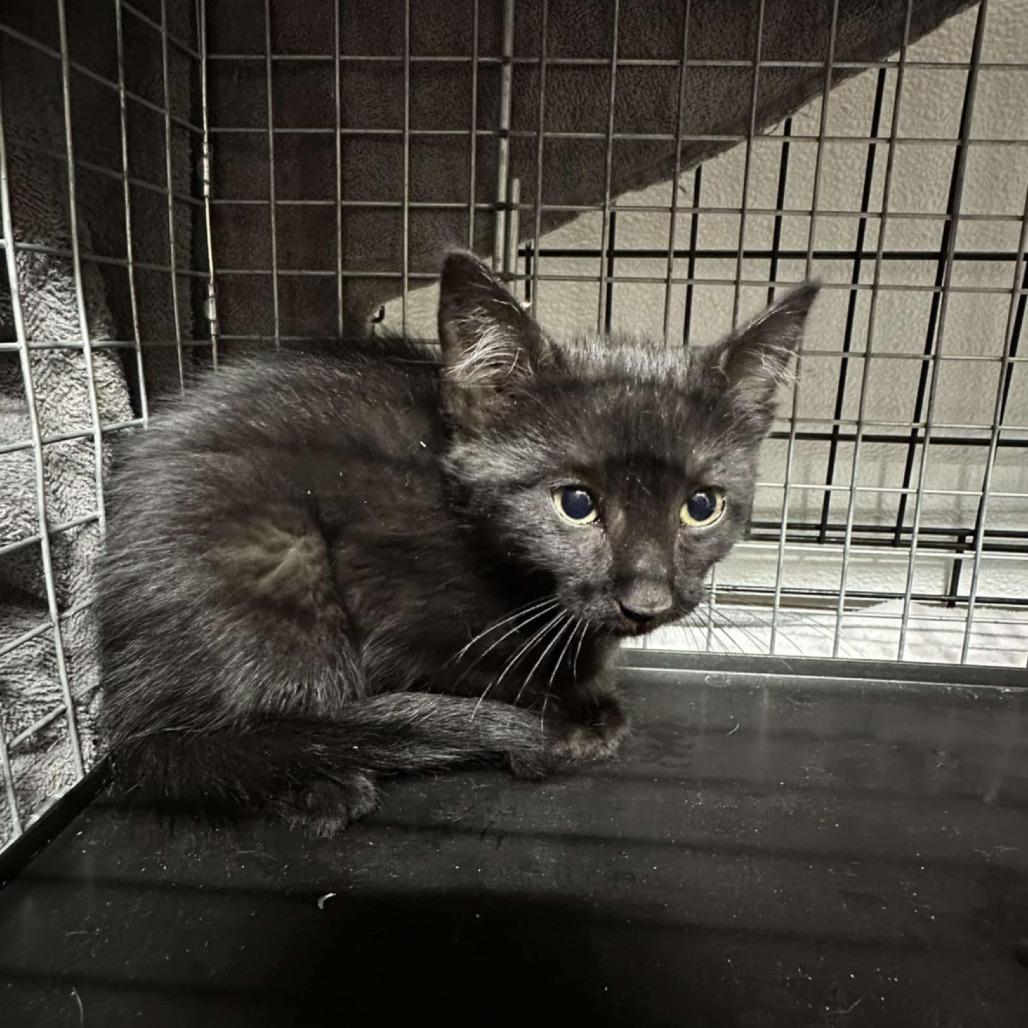 Bibble, a Adoptable Domestic Short Hair in Chilliwack, BC image 2/3