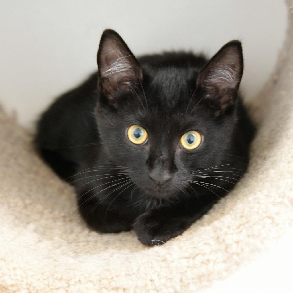 Bibble, a Adoptable Domestic Short Hair in Chilliwack, BC image 1/3