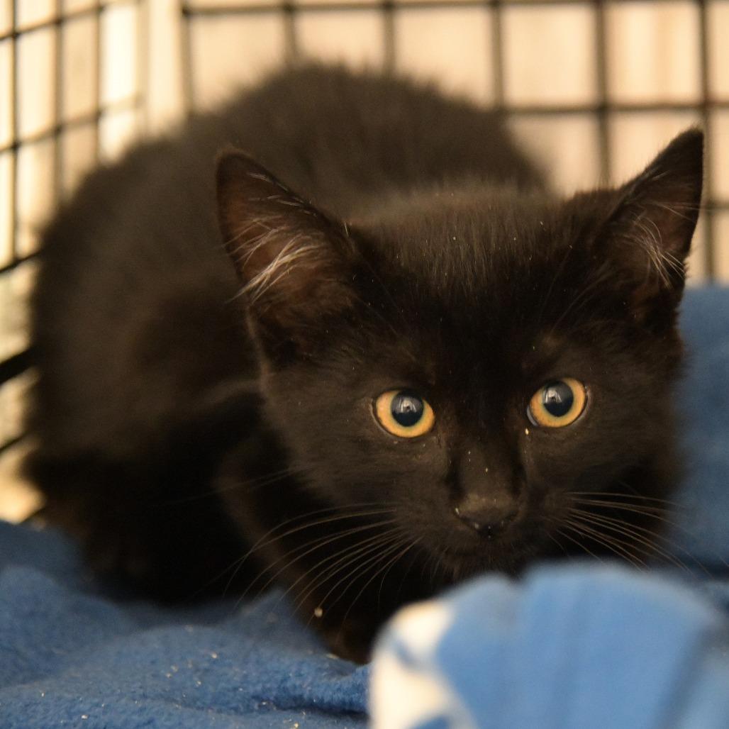 Bibble, a Adoptable Domestic Short Hair in Chilliwack, BC image 3/3