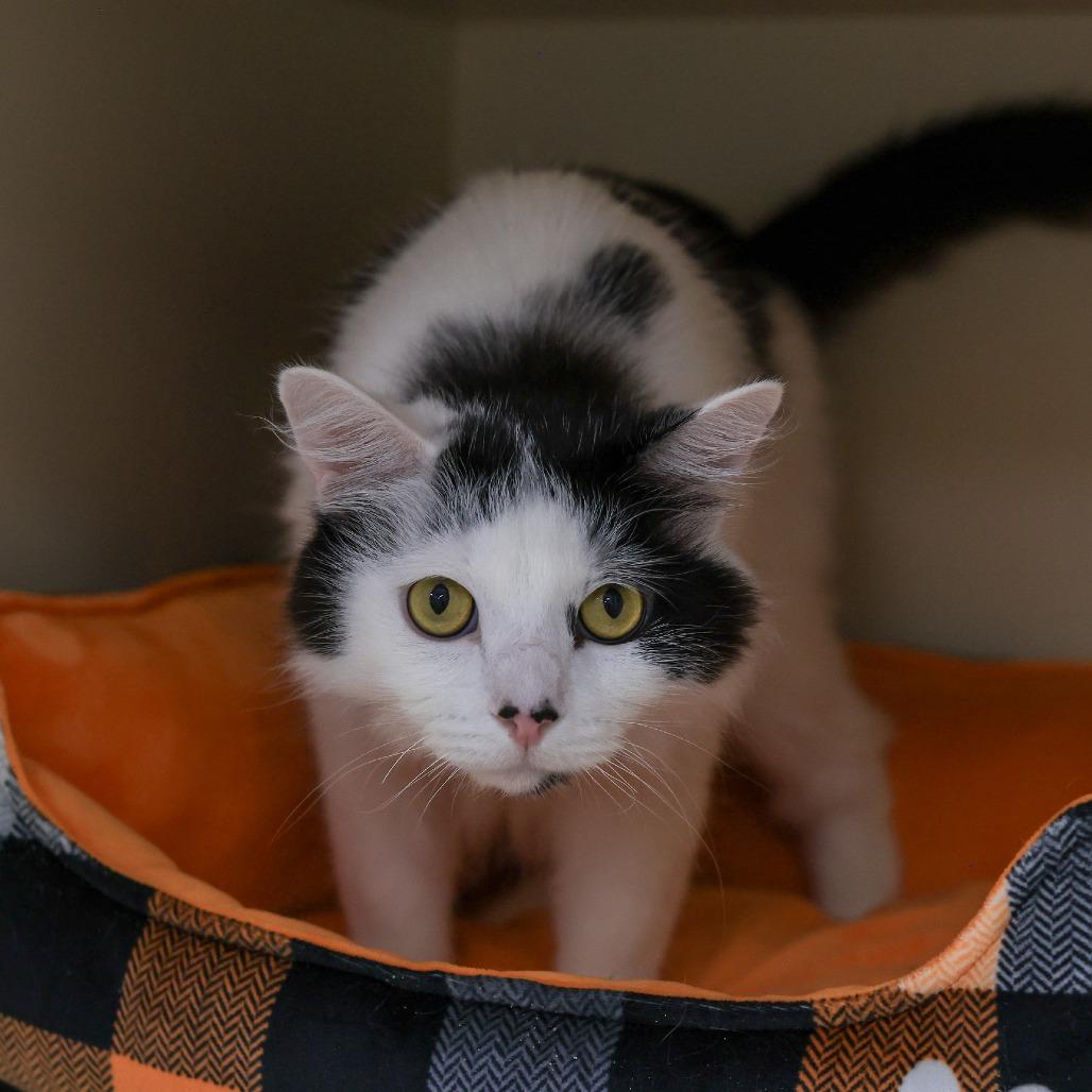 Richie — thumbnail 3