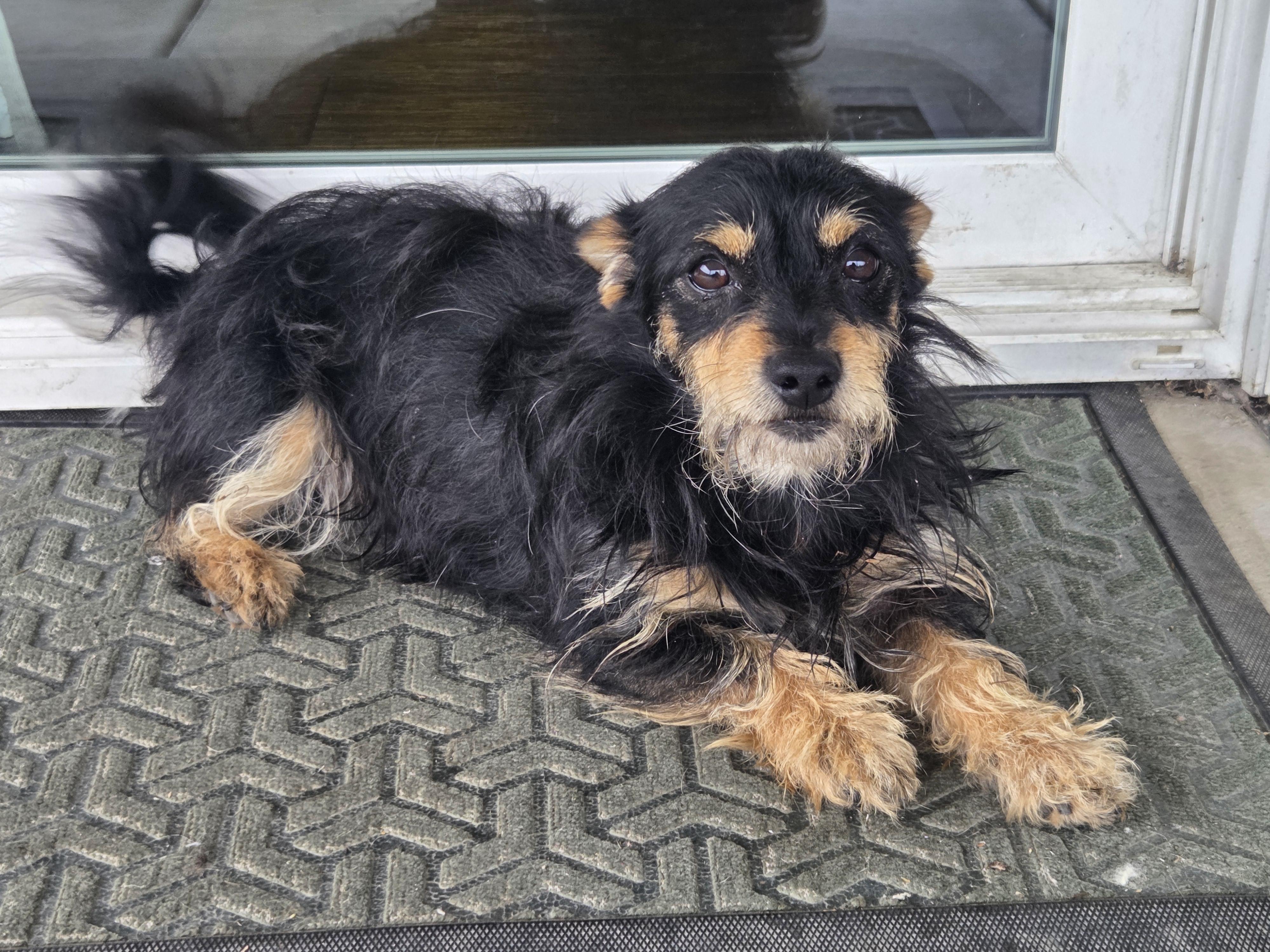 Enlarge Butters, a Adoptable mixed breed in Napa, CA image 2/3