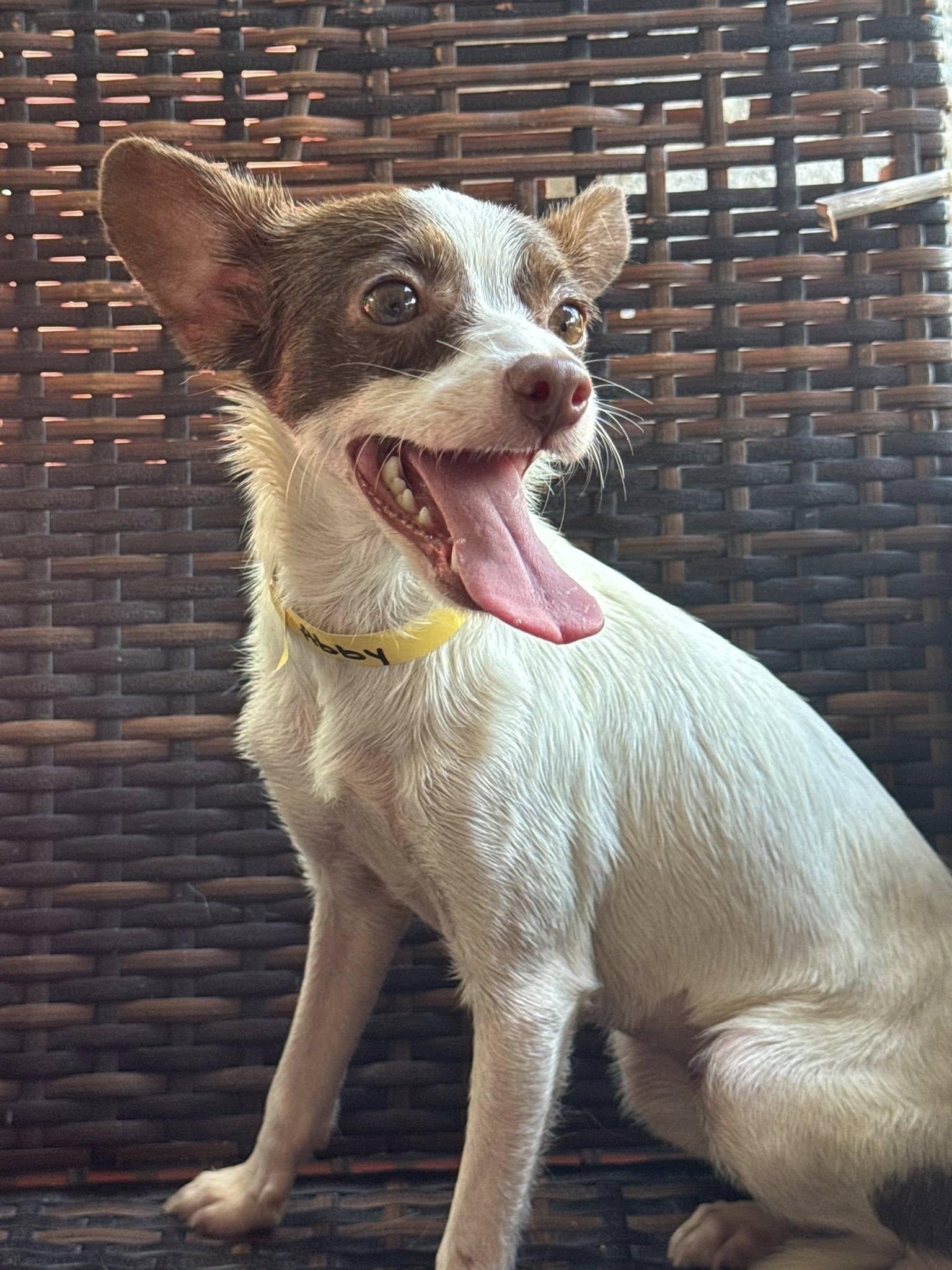 Dog for adoption - Abby, a Chihuahua in Allentown, PA | Petfinder