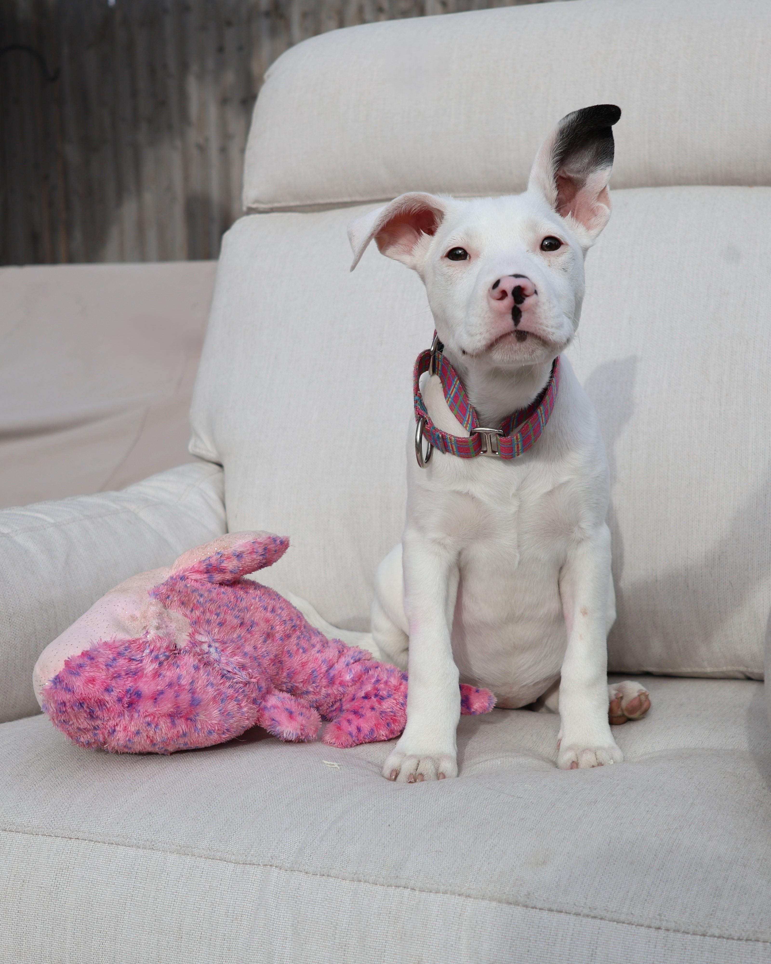 Enlarge Ghost, an adopted mixed breed in Sioux Falls, SD image 5/6