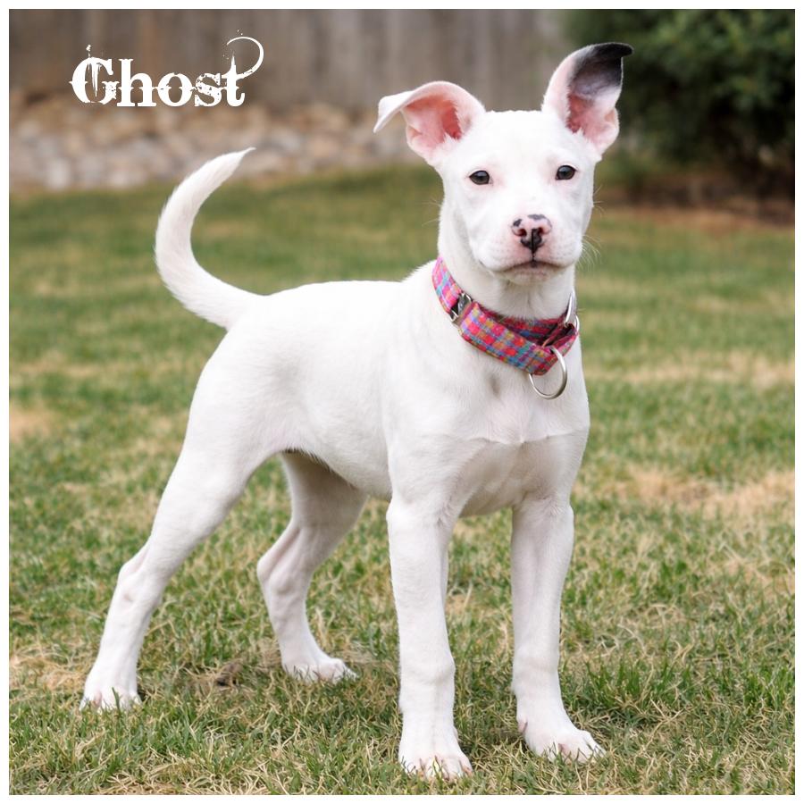 Ghost, adopted, Puppy Female Terrier.