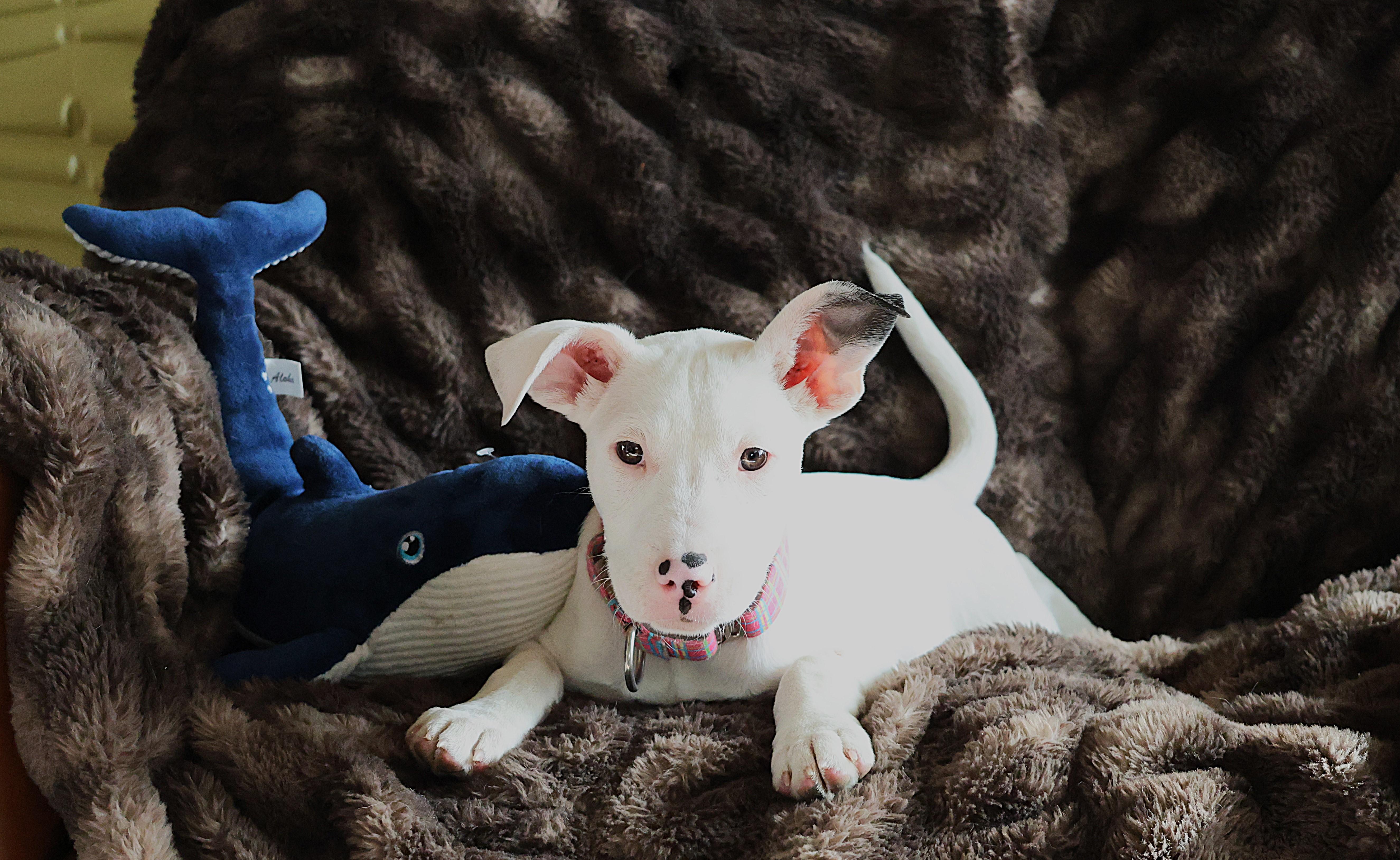 Enlarge Ghost, an adopted mixed breed in Sioux Falls, SD image 6/6