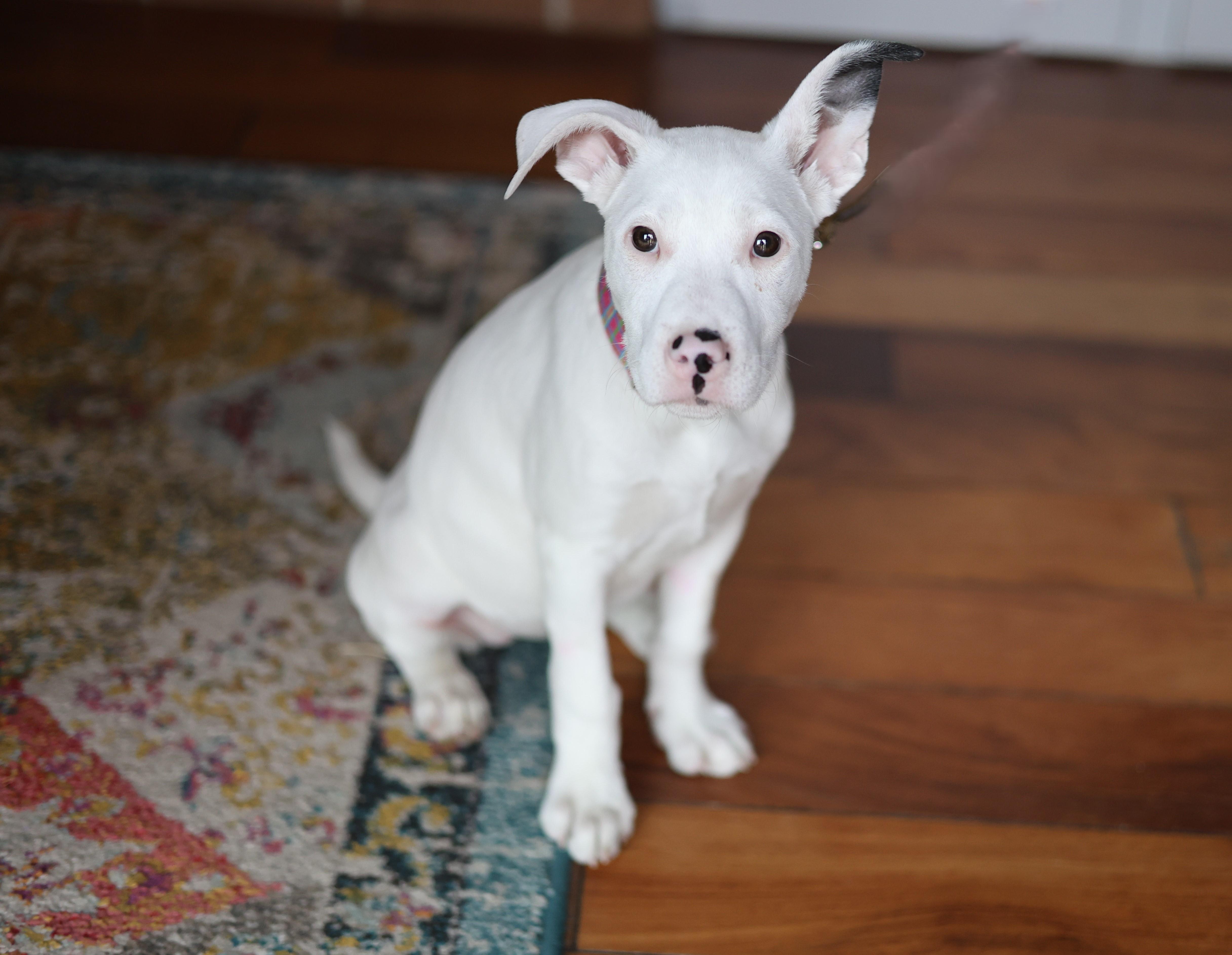 Enlarge Ghost, an adopted mixed breed in Sioux Falls, SD image 2/6