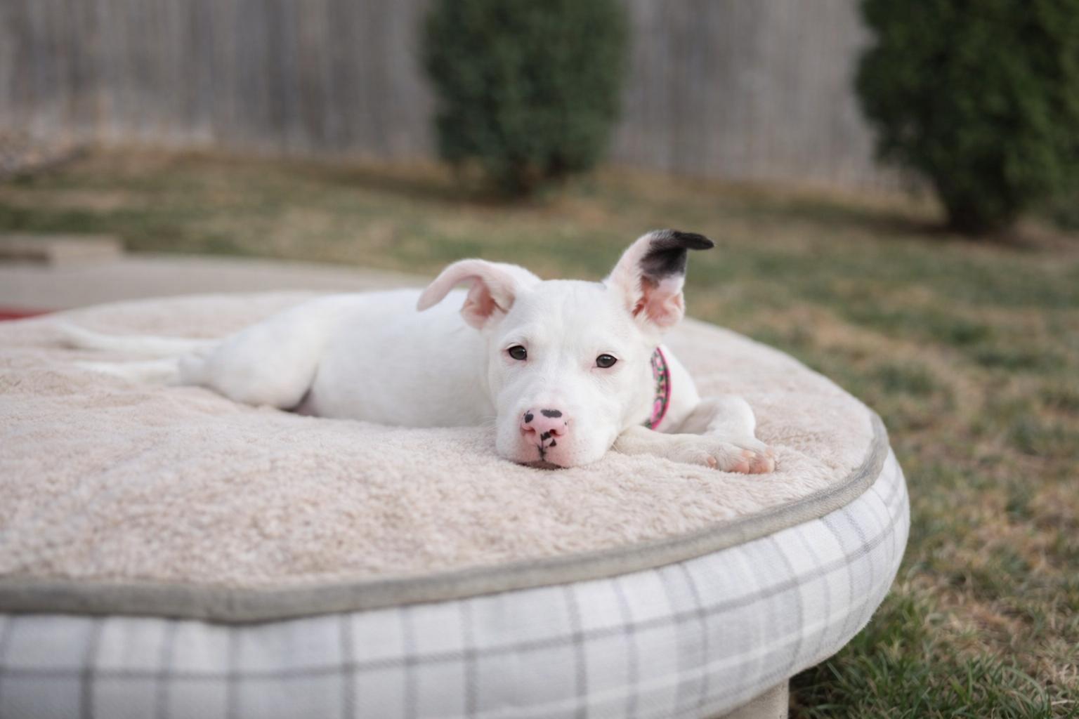 Enlarge Ghost, an adopted mixed breed in Sioux Falls, SD image 4/6