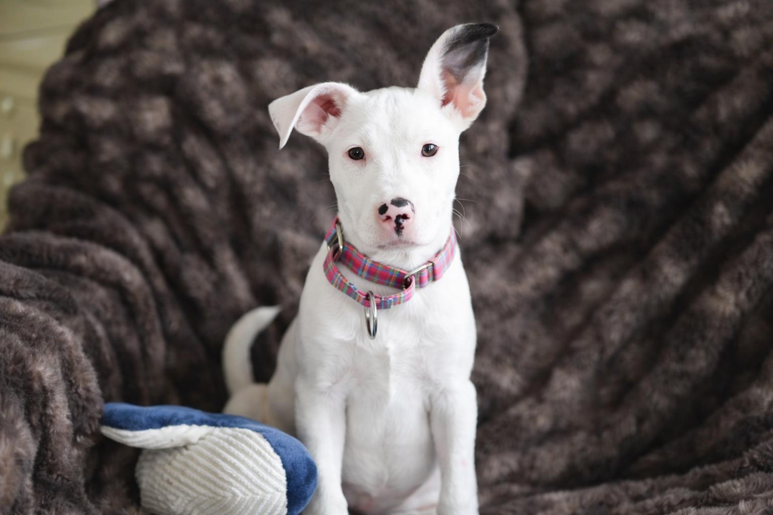 Enlarge Ghost, an adopted mixed breed in Sioux Falls, SD image 3/6