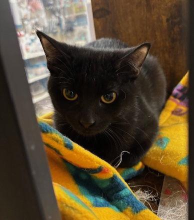 Licorice/Squeaky, Adopted, Young Female Domestic Short Hair.