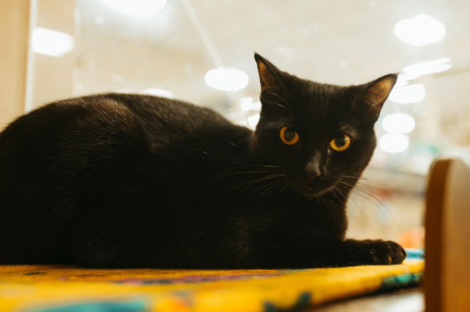 Enlarge Licorice/Squeaky, a Adopted Domestic Short Hair in McKinney, TX image 2/3