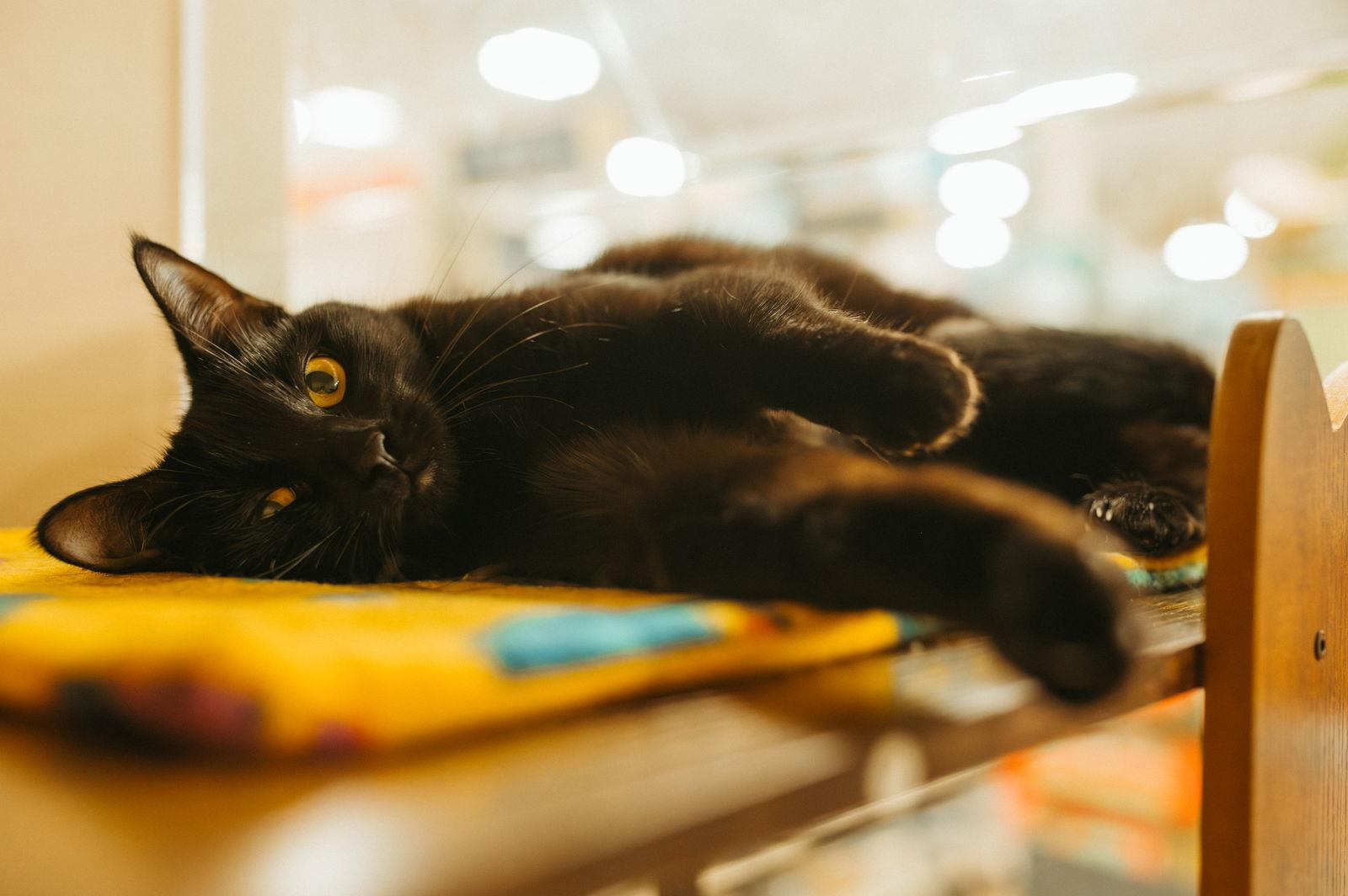 Enlarge Licorice/Squeaky, a Adopted Domestic Short Hair in McKinney, TX image 3/3