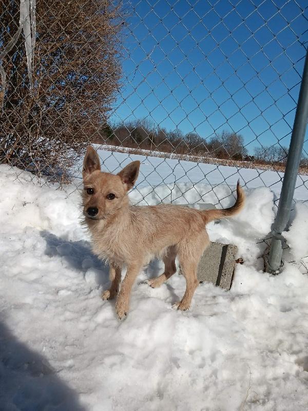 Enlarge PIPPI, a Adoptable Terrier in Carmel, IN image 1/1