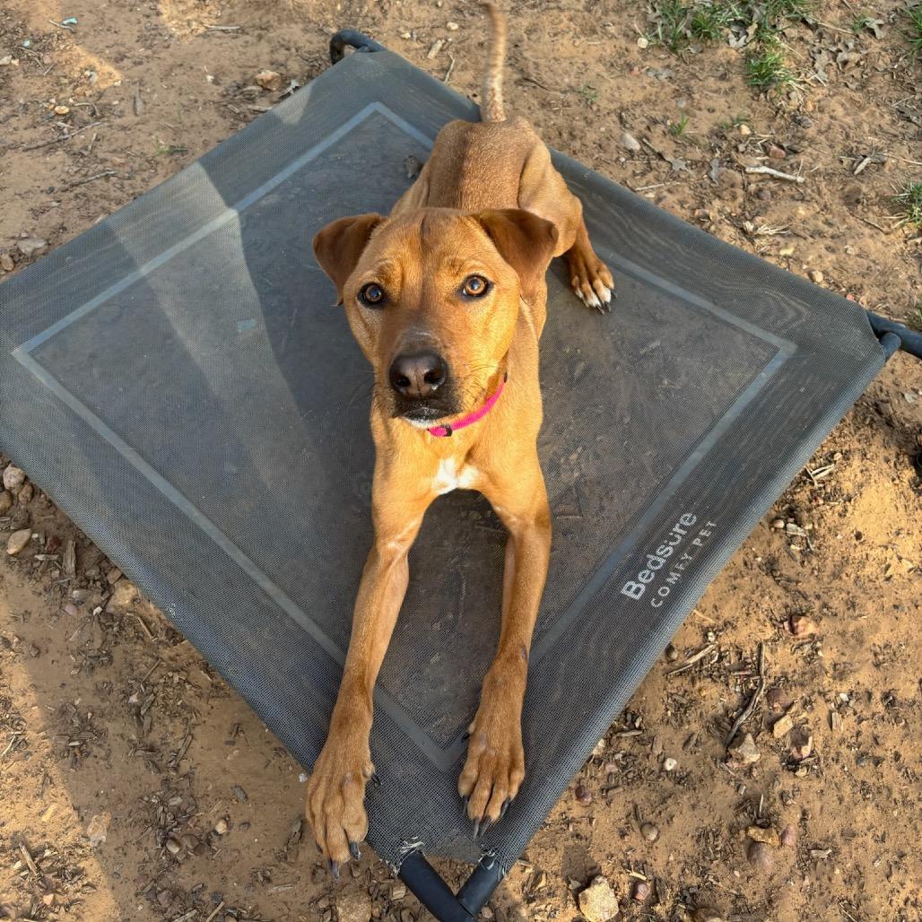 Sadie, Adoptable, Adult Female Pit Bull Terrier.