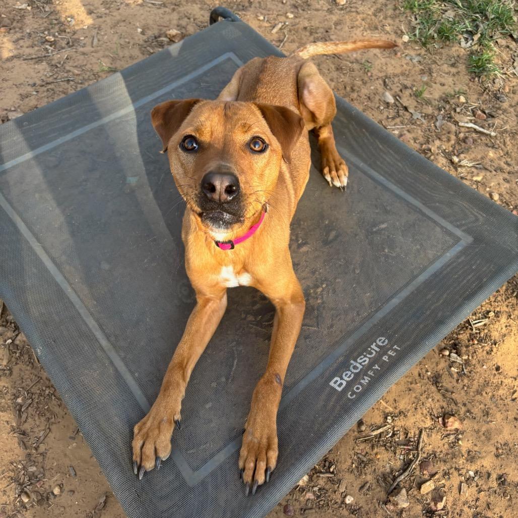 Enlarge Sadie, a Adoptable mixed breed in Cedar Creek, TX image 2/3