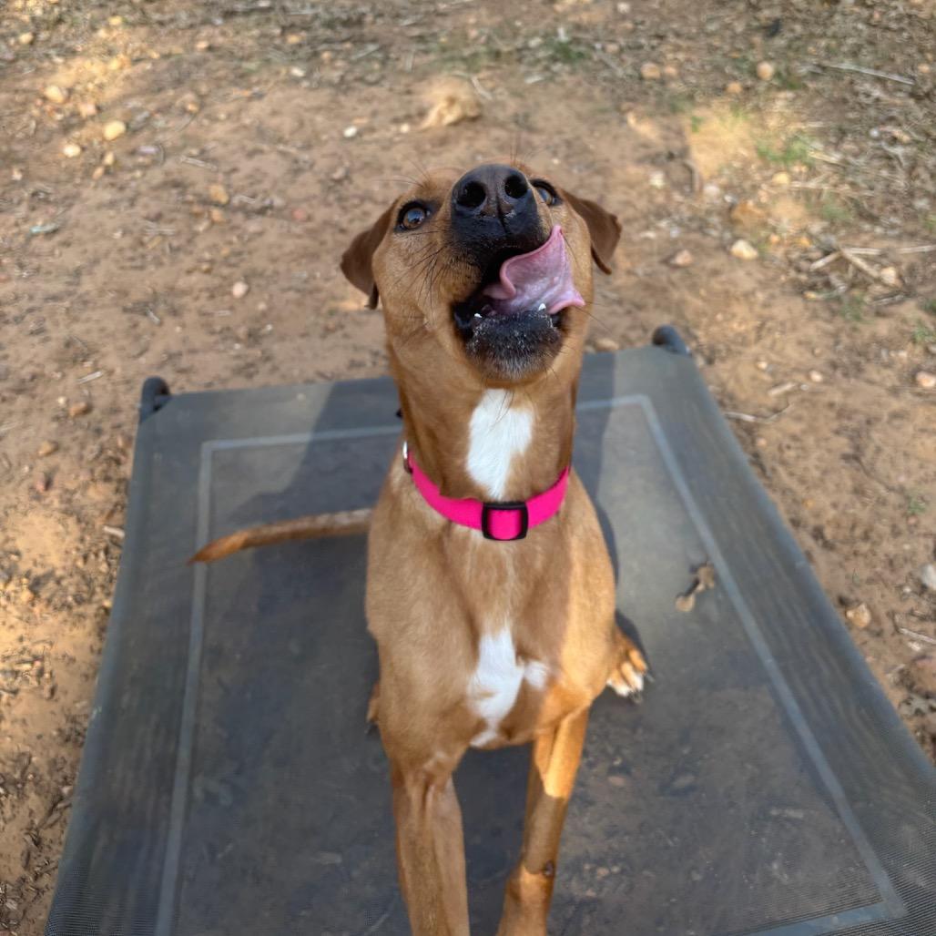 Enlarge Sadie, a Adoptable mixed breed in Cedar Creek, TX image 3/3