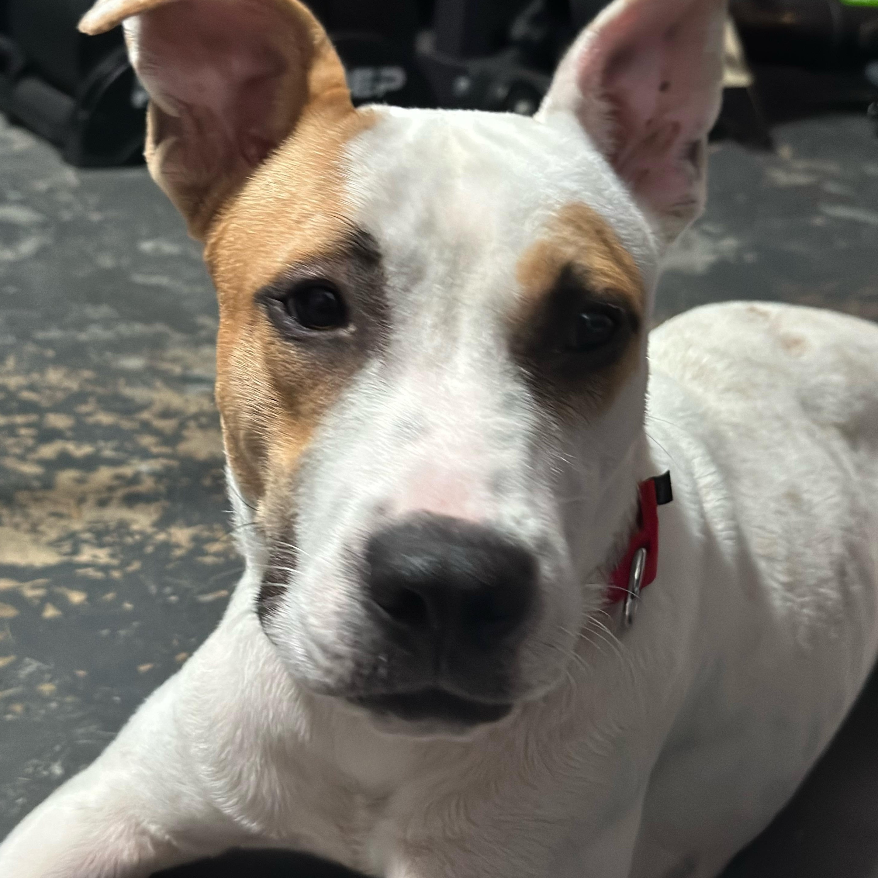 Enlarge Lilo, a Adoptable mixed breed in Smyrna, TN image 2/5