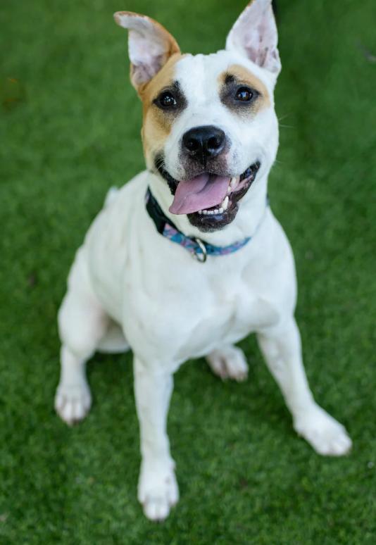 Lilo, Adoptable, Adult Female Hound & Pit Bull Terrier.