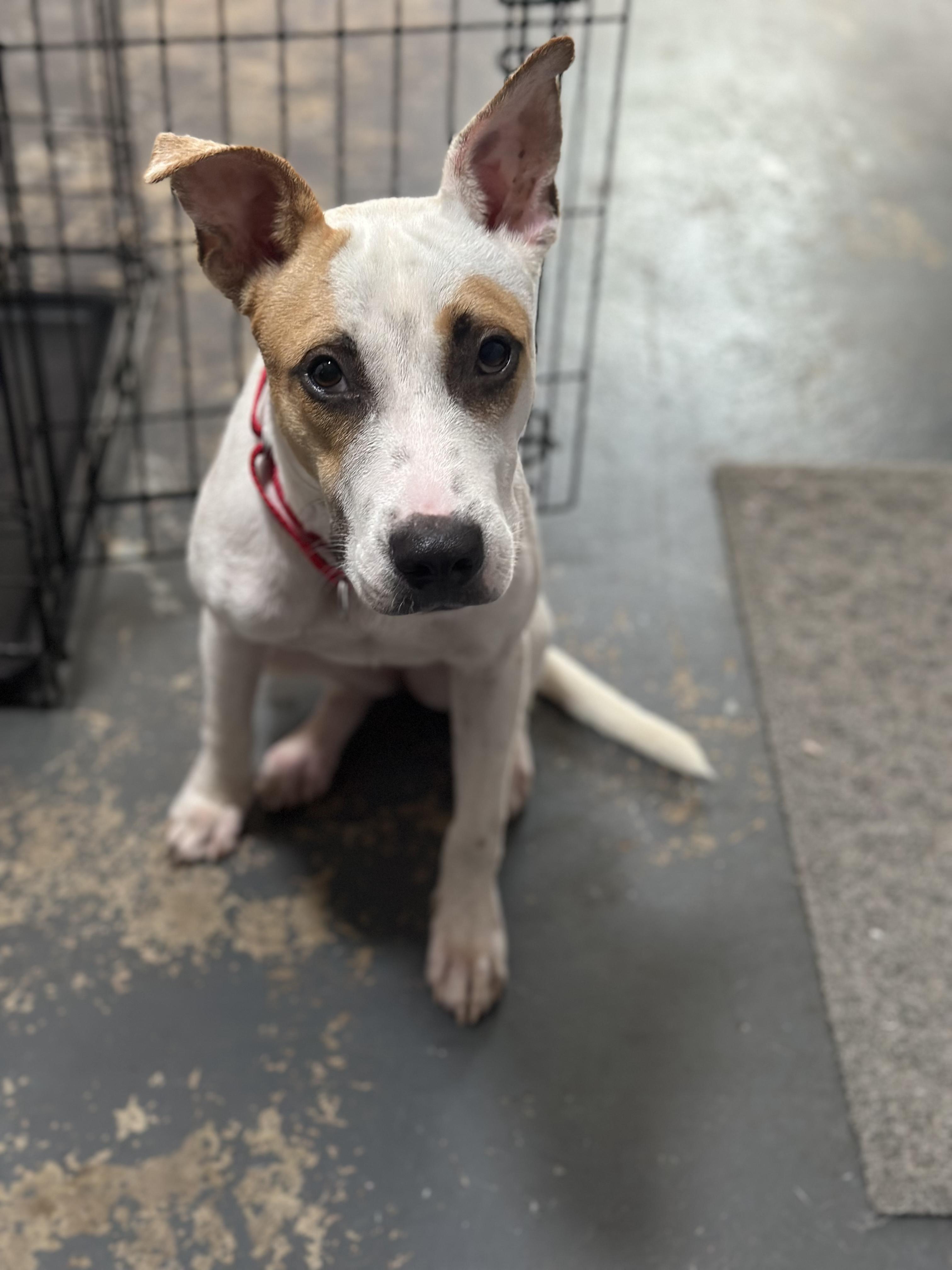 Enlarge Lilo, a Adoptable mixed breed in Smyrna, TN image 4/5