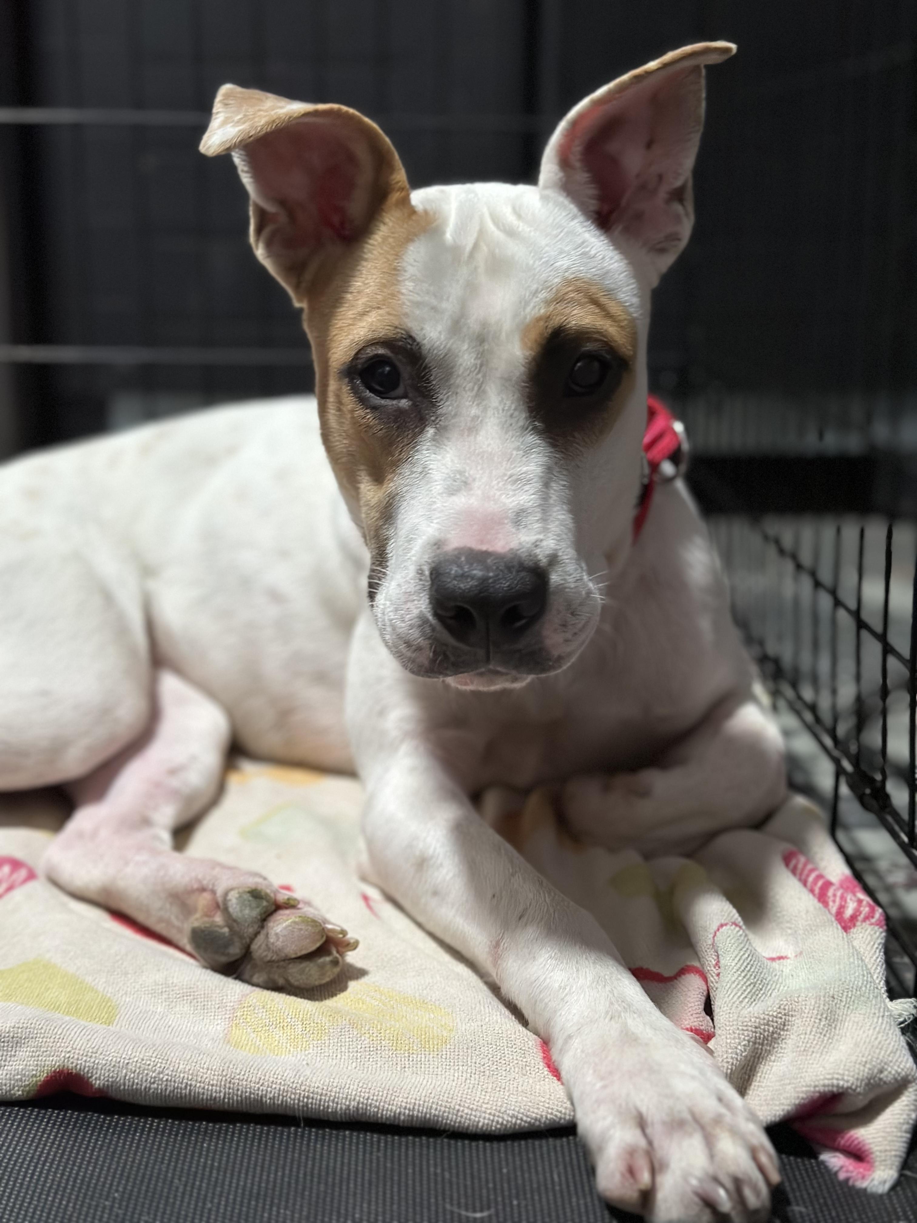 Enlarge Lilo, a Adoptable mixed breed in Smyrna, TN image 5/5
