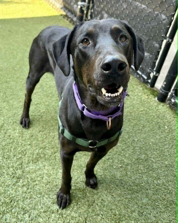 Enlarge Newman, a Adoptable mixed breed in Novato, CA image 1/1