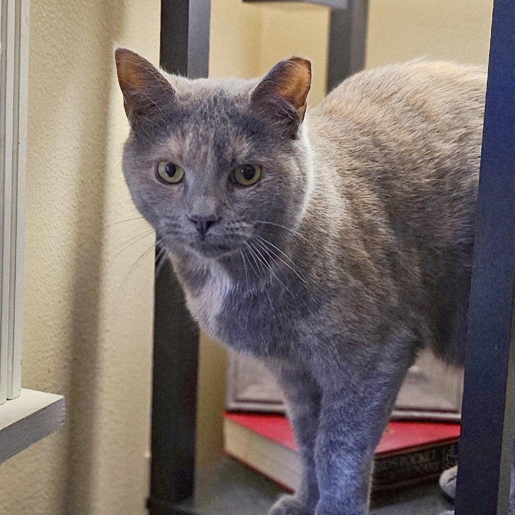 Veda, Adoptable, Adult Female Domestic Short Hair.