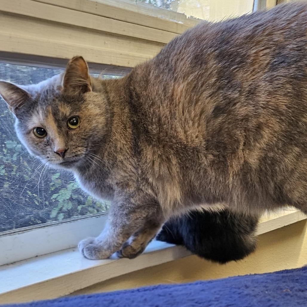 Enlarge Veda, a Adoptable Domestic Short Hair in Medina, OH image 2/3