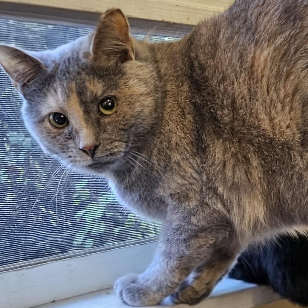 Enlarge Veda, a Adoptable Domestic Short Hair in Medina, OH image 3/3