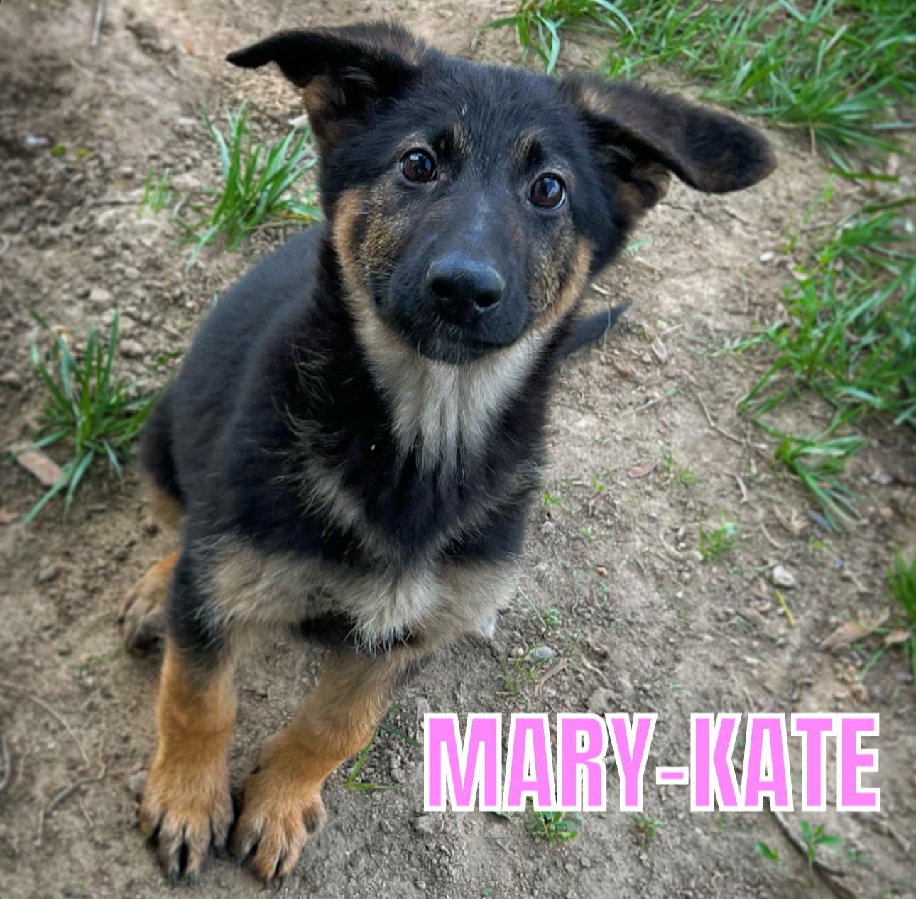 Mary Kate, Adopted, Puppy Female German Shepherd Dog.