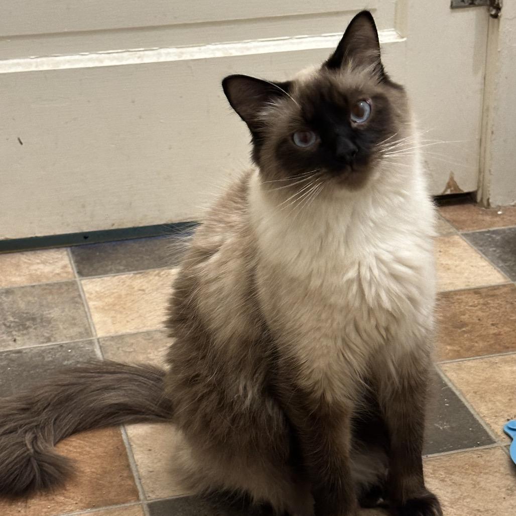 Tuna, a Adoptable Balinese in Pittsburg, KS image 1/3