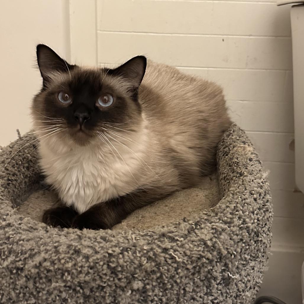 Tuna, a Adoptable Balinese in Pittsburg, KS image 1/3