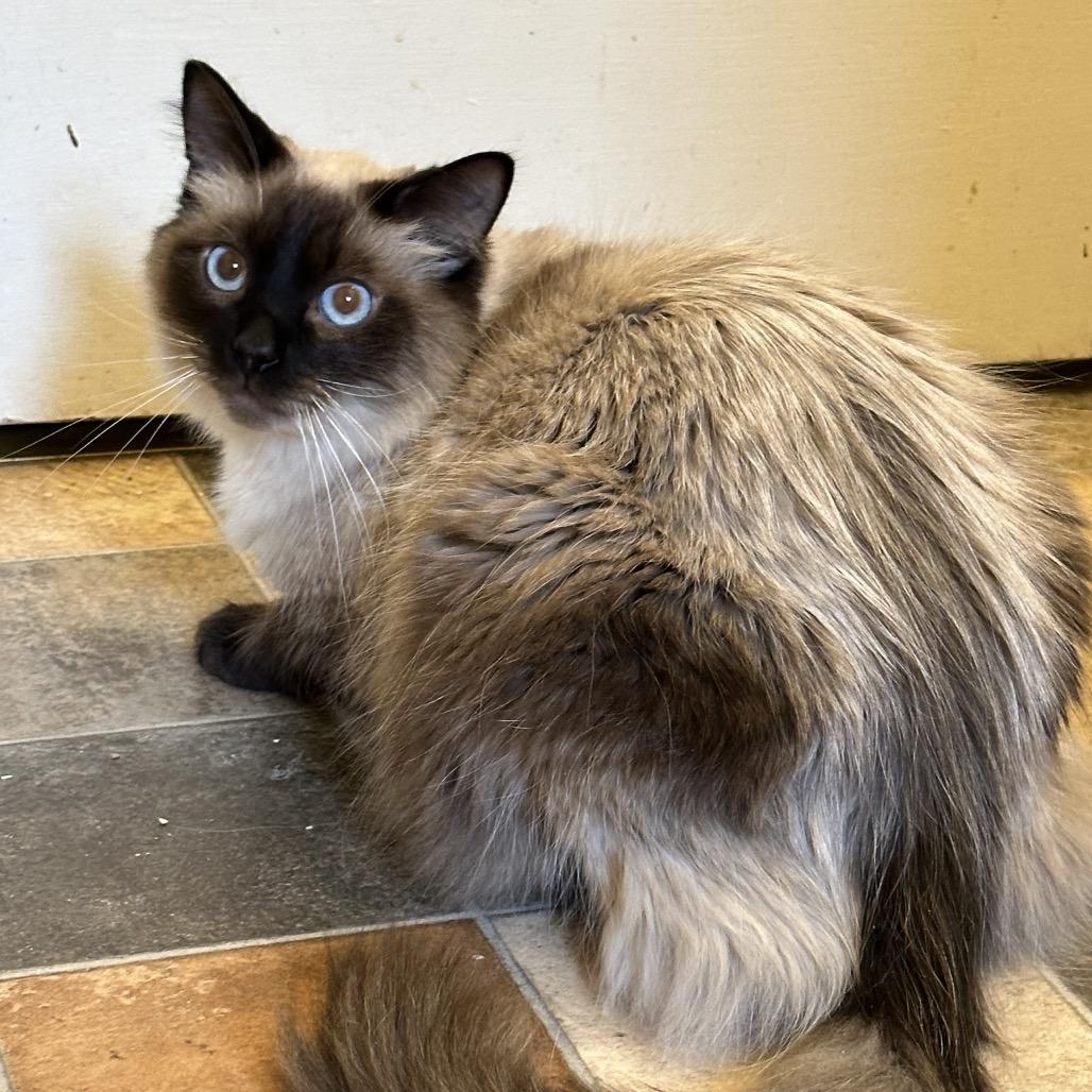 Tuna, a Adoptable Balinese in Pittsburg, KS image 3/3