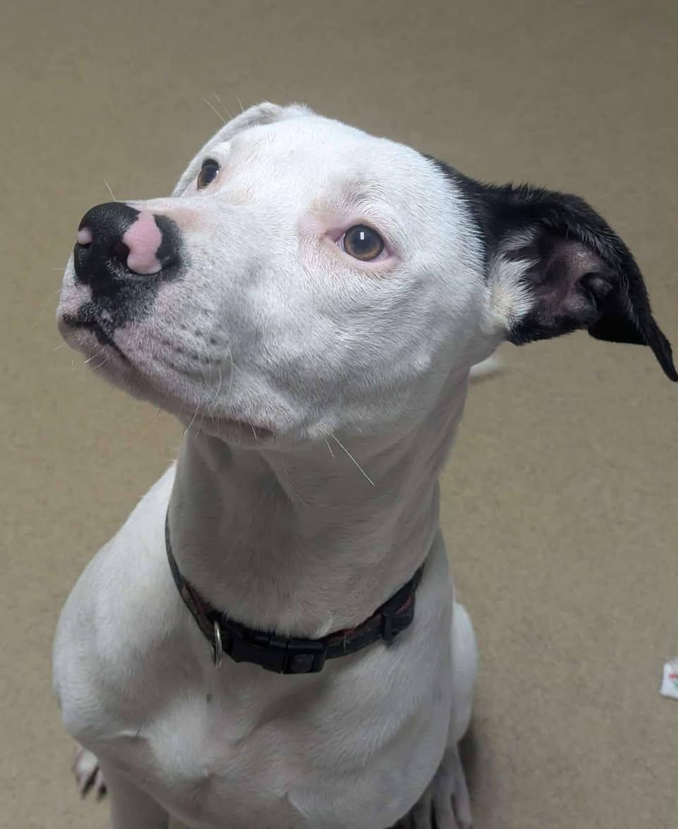 Enlarge DOUG, a Adoptable mixed breed in Waverly, TN image 1/2