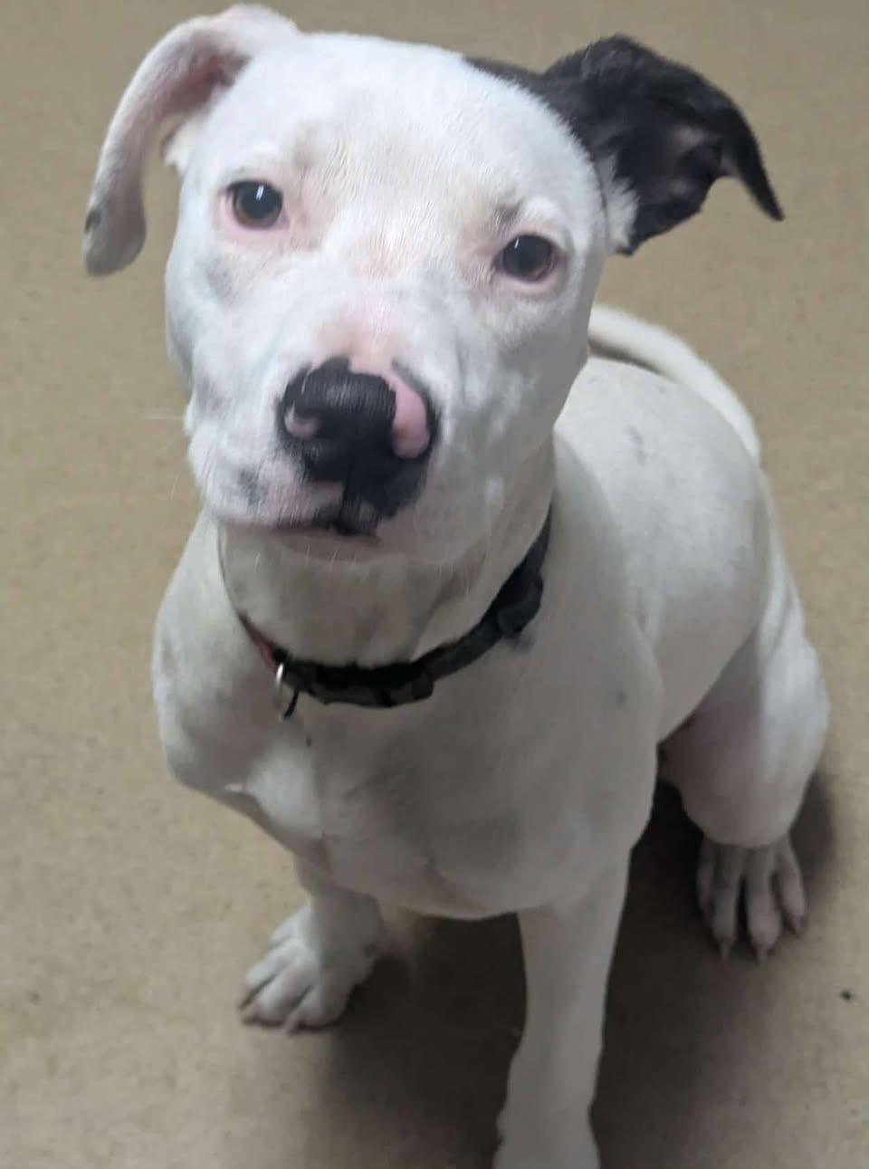 Enlarge DOUG, a Adoptable mixed breed in Waverly, TN image 2/2