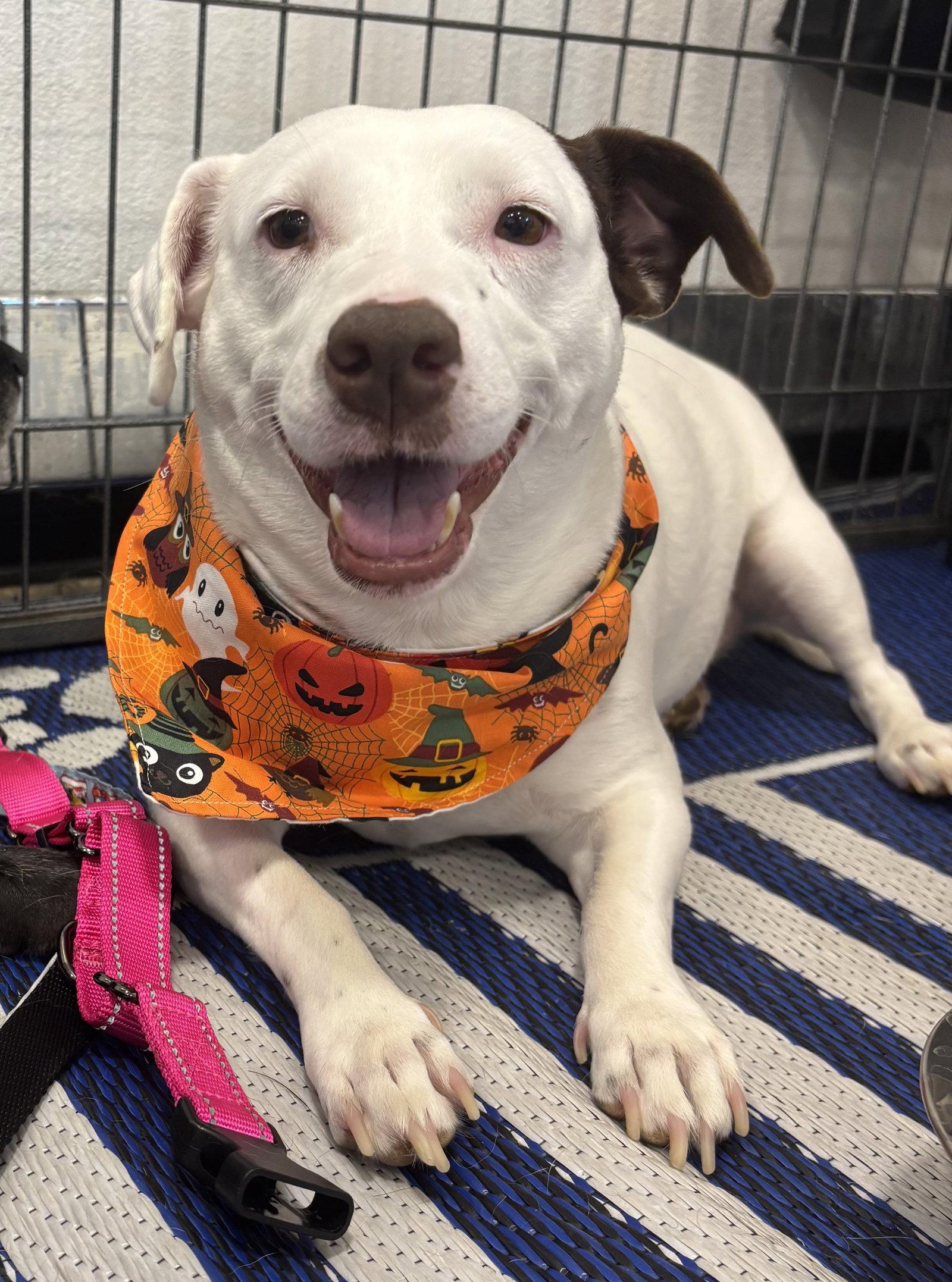 Squeaky, Adoptable, Adult Female Terrier.