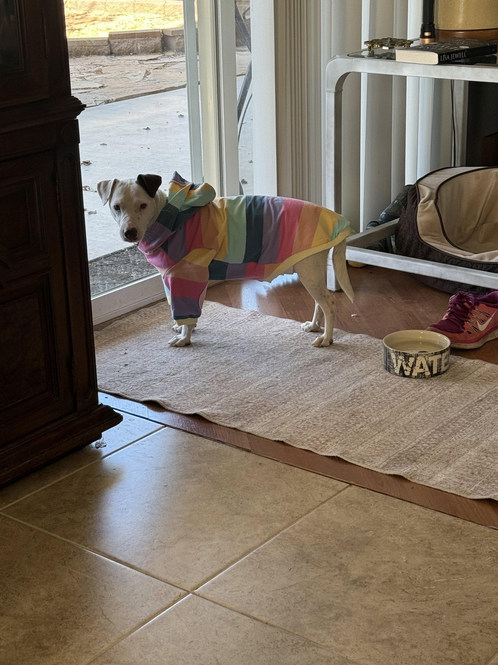 Enlarge Squeaky, a Adoptable Terrier in Glendale, AZ image 2/3