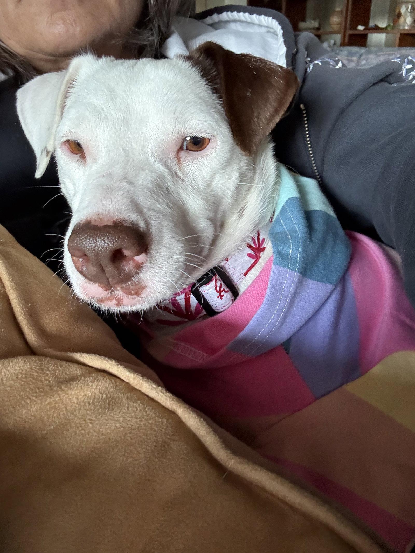 Enlarge Squeaky, a Adoptable Terrier in Glendale, AZ image 3/3