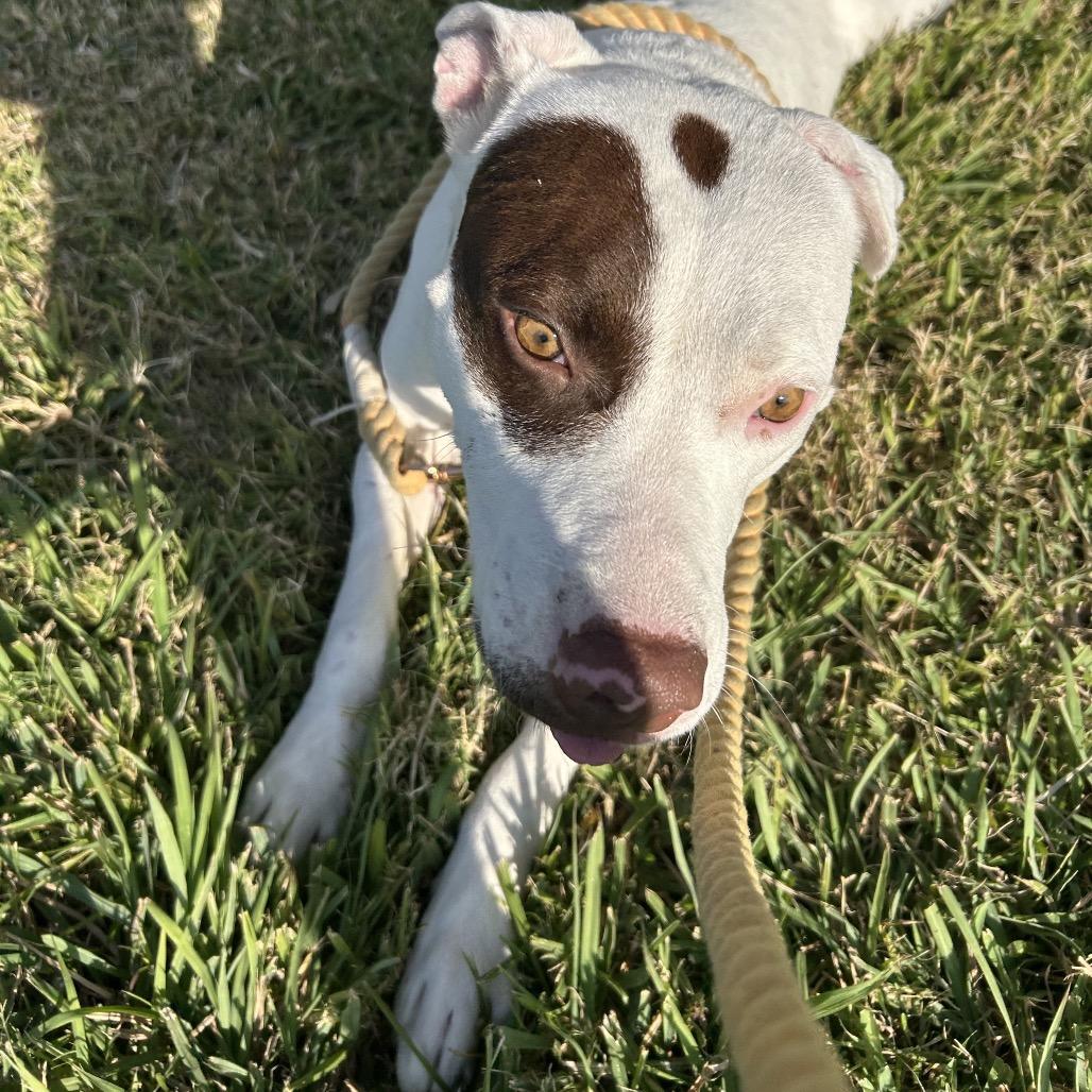 Ophelia, Adoptable, Adult Female American Staffordshire Terrier & Pit Bull Terrier.