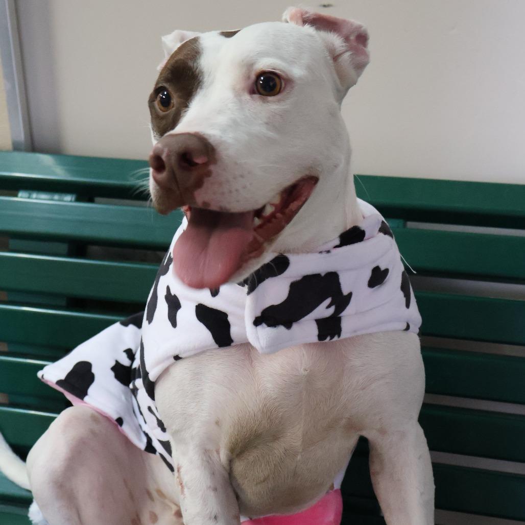 Ophelia, a Adoptable mixed breed in San Antonio, TX image 2/5