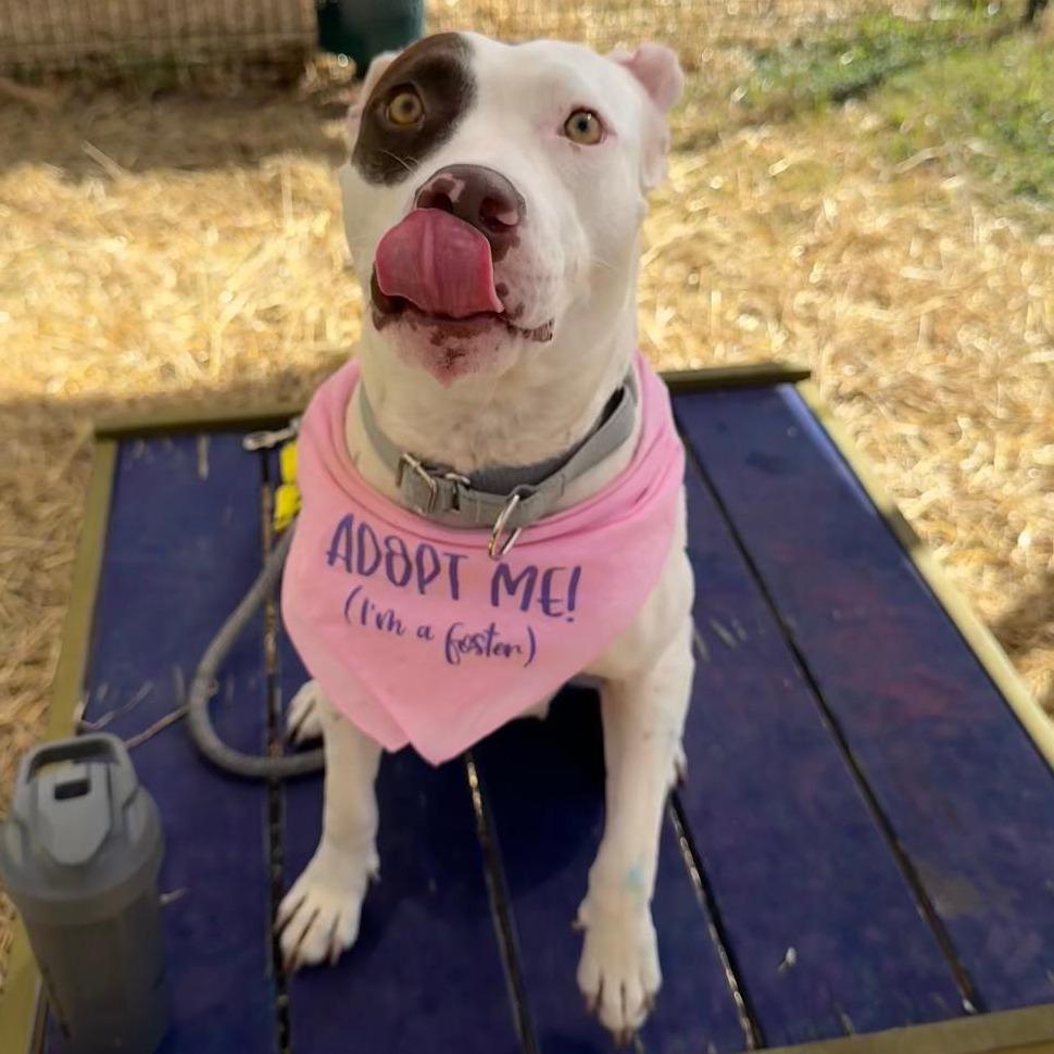 Enlarge Ophelia, a Adoptable mixed breed in San Antonio, TX image 2/6