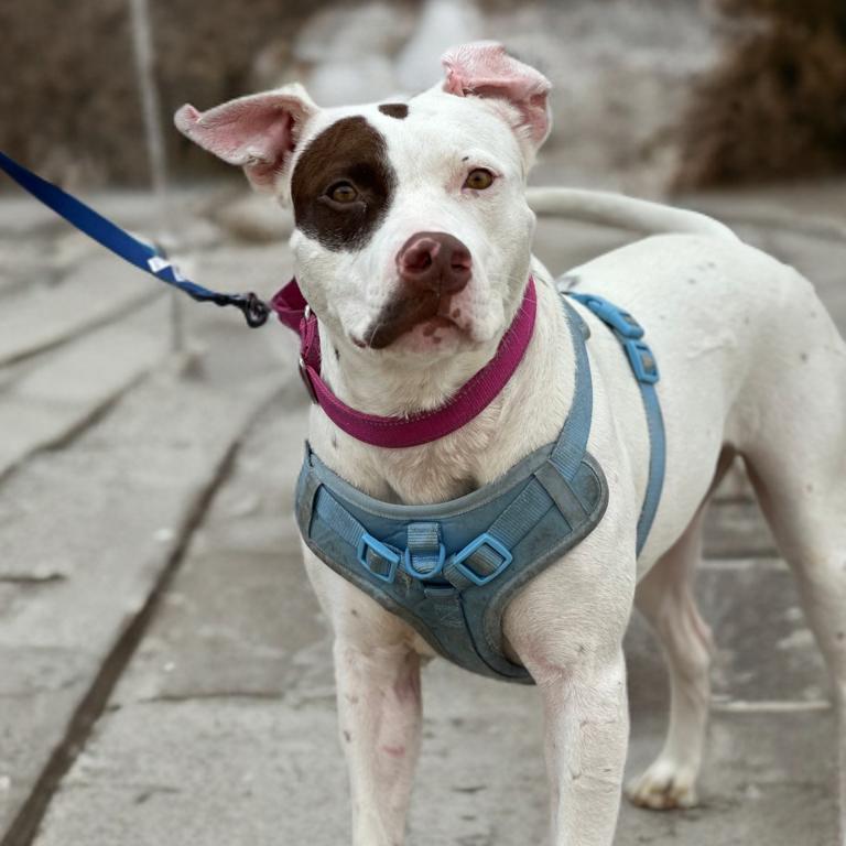 Enlarge Ophelia, a Adoptable mixed breed in San Antonio, TX image 3/6