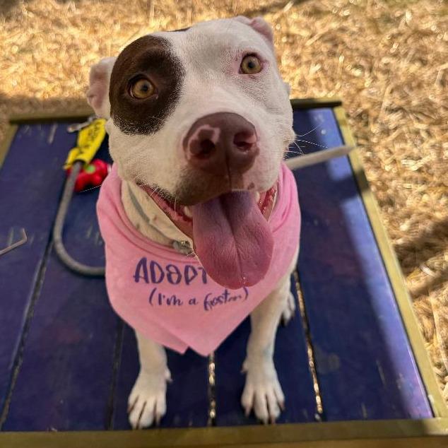 Enlarge Ophelia, a Adoptable mixed breed in San Antonio, TX image 4/6