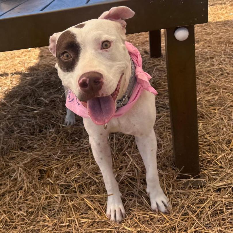 Enlarge Ophelia, a Adoptable mixed breed in San Antonio, TX image 5/6