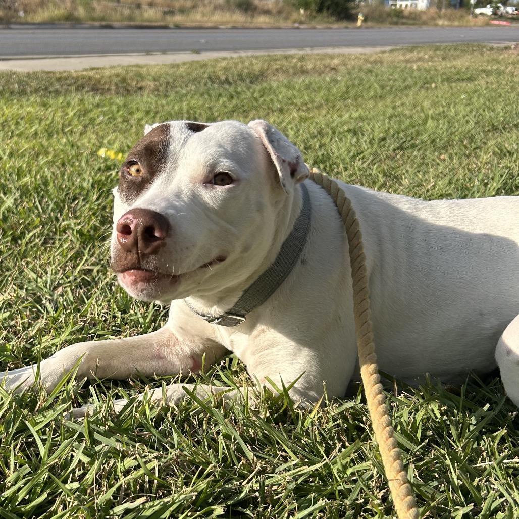 Enlarge Ophelia, a Adoptable mixed breed in San Antonio, TX image 6/6