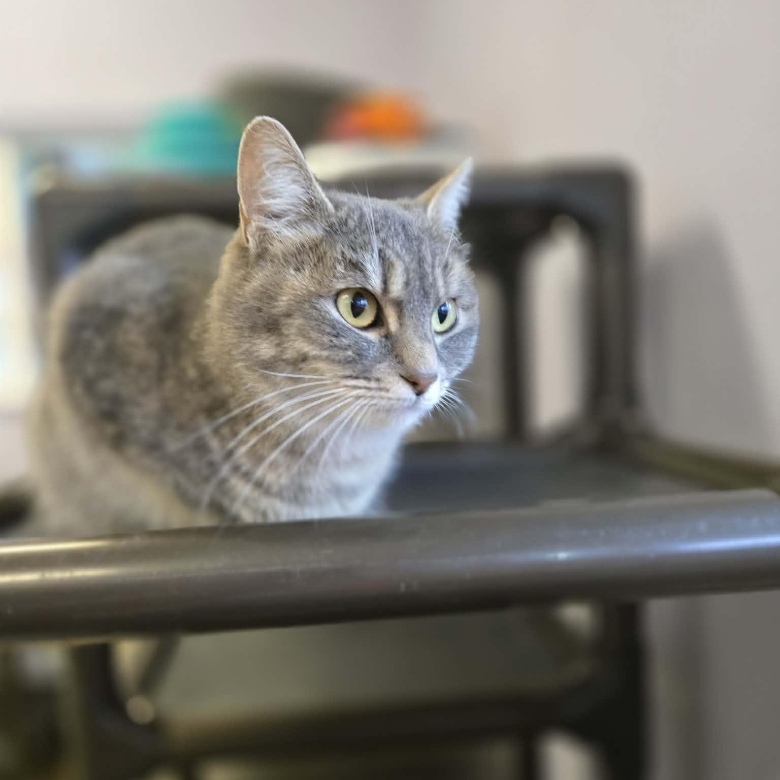 Enlarge Misty, a ADOPTABLE mixed breed in Weaverville, CA image 3/5